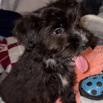 Jay -  Tibetan Terrier and Mixed Breed Dog for Adoption in Santa Fe, Texas - Jay | PetCurious