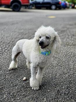 Miniature Poodle Dogs Available for Adoption in Floresville, Texas - Olaf | PetCurious