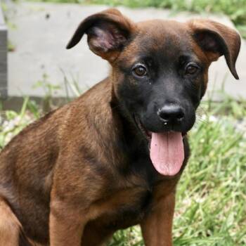 Yankee-Available www.lhar.dog to apply -  Shepherd Dog for Adoption in Frederick, Maryland - Yankee-Available Www.lhar.dog To Apply | PetCurious
