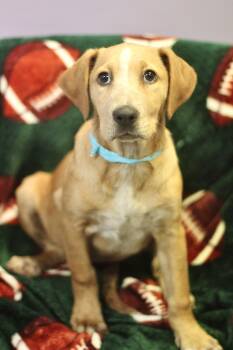 Rescue Labrador Retriever Dogs for Adoption in Manchester, New Hampshire - Canary In NH! Come Meet Our Adoptable Dogs Wednesday-Saturday. M | PetCurious
