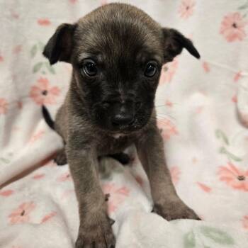 Chihuahua Dogs Available for Adoption - Milly | PetCurious