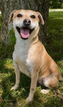 Labrador Retriever Dogs Available for Adoption in Washington, District Of Columbia - Luna | PetCurious