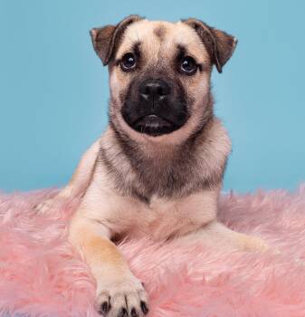 Praline -  Pug and Beagle Dog for Adoption in Palo Alto, California - Praline | PetCurious