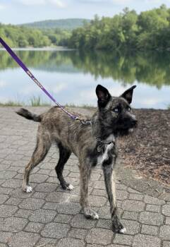 Blu -  Australian Cattle Dog Blue Heeler and Schnauzer Dog for Adoption in Egg Harbor City, New Jersey - Blu | PetCurious