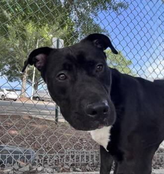 DENNIS -  Pit Bull Terrier Dog for Adoption in Charlotte, North Carolina - DENNIS | PetCurious