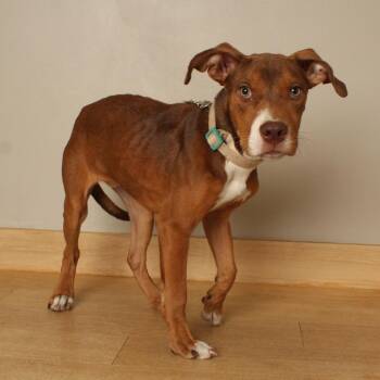 Fantastic Flo D70653 -  Catahoula Leopard Dog and Terrier Dog for Adoption in Minnetonka, Minnesota - Fantastic Flo D70653 | PetCurious