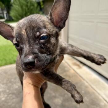 Rembrandt -  Shepherd and Mixed Breed Dog for Adoption in Houston, Texas - Rembrandt | PetCurious