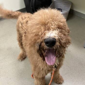 Quincy -  Poodle and Mixed Breed Dog for Adoption in Lynchburg, Virginia - Quincy | PetCurious