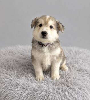 Siberian Husky Dogs Available for Adoption in Palo Alto, California - Tropical: Melon | PetCurious