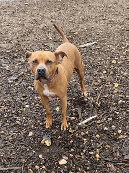 Ebony -  Pit Bull Terrier Dog for Adoption in Lindenhurst, New York - Ebony | PetCurious