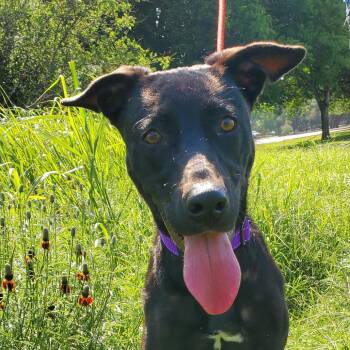 Rescue Pharaoh Hound and Retriever Dogs for Adoption in Austin, Texas - Truffles BW | PetCurious