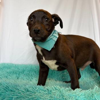 Mixed Breed Dogs Available for Adoption in Canal Winchester, Ohio - Viceroy | PetCurious