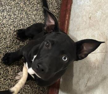Monica -  Border Collie and Retriever Dog for Adoption in Thompson Falls, Montana - Monica | PetCurious