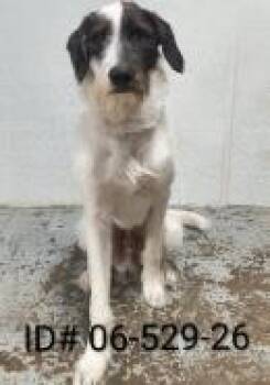 Quinn -  Labrador Retriever and Standard Poodle Dog for Adoption in Largo, Florida - Quinn | PetCurious