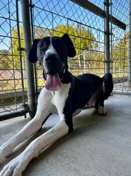Cash -  Great Dane Dog for Adoption in Morgantown, Kentucky - Cash | PetCurious