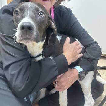 Connor -  Labrador Retriever Dog for Adoption in Canton, Illinois - Connor | PetCurious