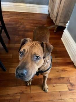 Rescue Labrador Retriever and Mixed Breed Dogs for Adoption in Atlanta, Georgia - Bet | PetCurious