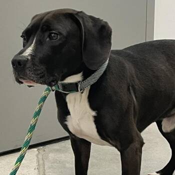 Todd -  Terrier Dog for Adoption in Des Moines, Iowa - Todd | PetCurious