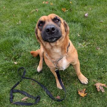 Rescue Dachshund and German Shepherd Dog Dogs for Adoption in Kitchener, Ontario - Chepina | PetCurious