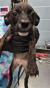 DOG 2 -  Pit Bull Terrier and Mixed Breed Dog for Adoption in Corpus Christi, Texas - DOG 2 | PetCurious