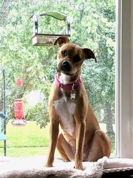 Amy -  Pit Bull Terrier Dog for Adoption in Oswego, Illinois - Amy | PetCurious