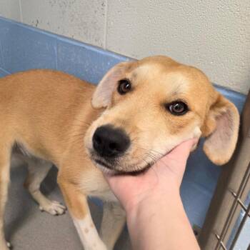 Labrador Retriever Dogs Available for Adoption in Chattanooga, Tennessee - Adidas | PetCurious