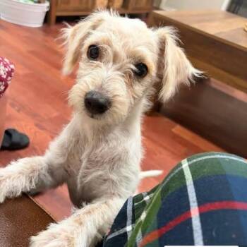 Bert -  Terrier and Mixed Breed Dog for Adoption in Alma, Wisconsin - Bert | PetCurious