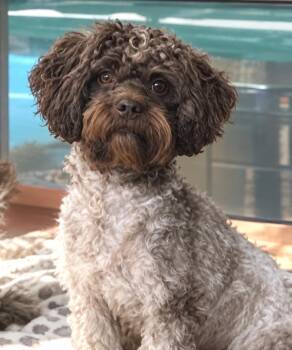Anna -  Miniature Poodle and Shih Tzu Dog for Adoption in Longmont, Colorado - Anna | PetCurious