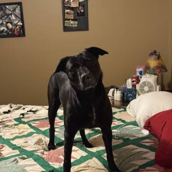 Rescue Black Labrador Retriever Dogs for Adoption in Little Rock, Arkansas - Raven | PetCurious