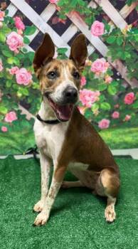 Rescue Mixed Breed Dogs for Adoption in El Reno, Oklahoma - Bambi | PetCurious