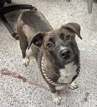 Mixed Breed Dogs Available for Adoption in West Chester, Pennsylvania - Lila | PetCurious