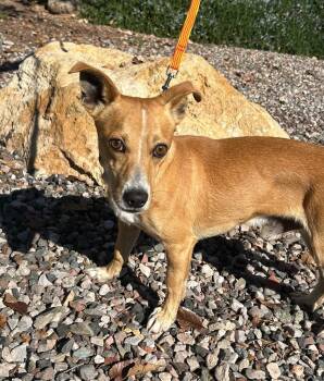 Rescue Chihuahua and Corgi Dogs for Adoption in Cottonwood, Arizona - Kent | PetCurious