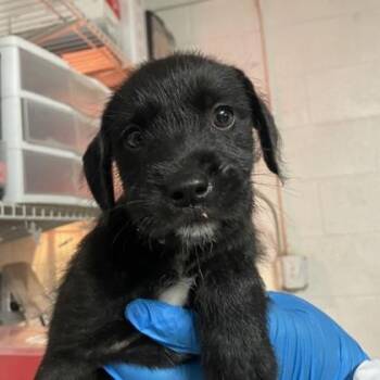 Lemmy -  Standard Poodle and Labrador Retriever Dog for Adoption in Morton Grove, Illinois - Lemmy | PetCurious