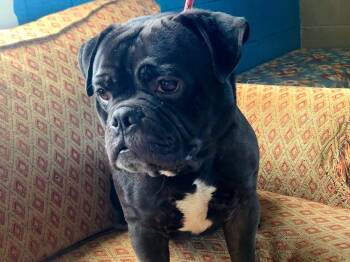 Cheeseburger -  English Bulldog and Pug Dog for Adoption in Dandridge, Tennessee - Cheeseburger | PetCurious