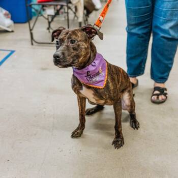 Terrier Dogs Available for Adoption in Chesapeake Beach, Maryland - Ace  | PetCurious