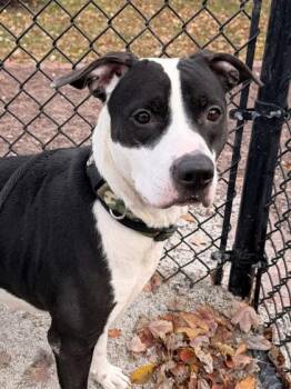 Rescue Pit Bull Terrier Dogs for Adoption in Philadelphia, Pennsylvania - Clover | PetCurious