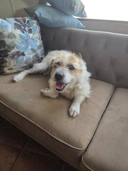 Lulu -  Cairn Terrier and Mixed Breed Dog for Adoption in Los Angeles, California - Lulu | PetCurious