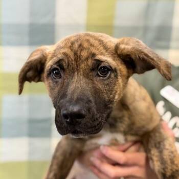 German Shepherd Dog Dogs Available for Adoption in Sacramento, California - Jesper  | PetCurious