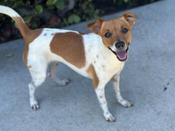 MIKO -  Chihuahua and Mixed Breed Dog for Adoption in Santa Clara, California - MIKO | PetCurious