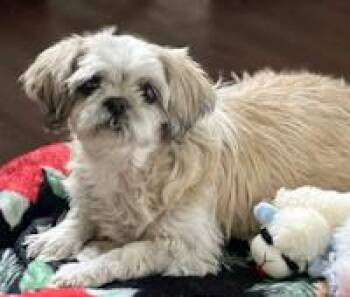 Rescue Shih Tzu Dogs for Adoption in Ottawa Hills, Ohio - Mandy | PetCurious