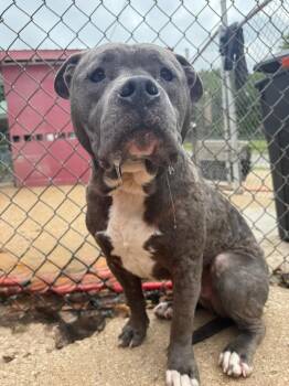 Diesel -  Pit Bull Terrier and French Bulldog Dog for Adoption in Lawrenceburg, Tennessee - Diesel | PetCurious