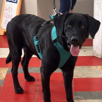 Moose -  Black Labrador Retriever Dog for Adoption in New Tazewell, Tennessee - Moose | PetCurious