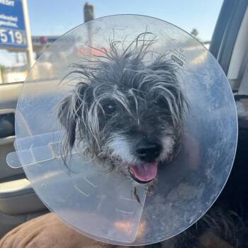 Terrier Dogs Available for Adoption in Las Vegas, Nevada - Martini | PetCurious