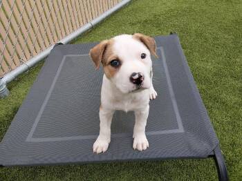 Pit Bull Terrier Dogs Available for Adoption in Liberty, Missouri - Zuko | PetCurious