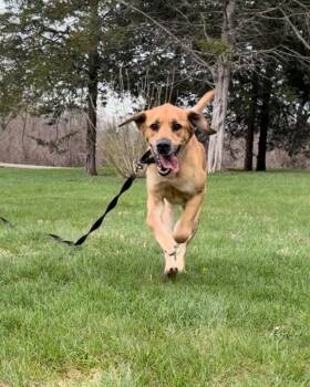 Mixed Breed Dogs Available for Adoption in Osseo, Michigan - Fisher | PetCurious