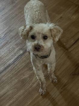 Teddy -  Poodle Dog for Adoption in Brunswick, Maine - Teddy | PetCurious