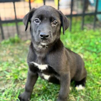 Truett -  Husky and Mixed Breed Dog for Adoption in Brownsboro, Alabama - Truett | PetCurious