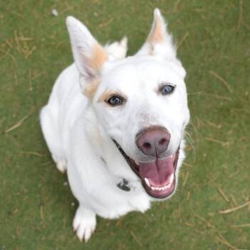 Marcie - Butler Campus -  Australian Shepherd Dog for Adoption in Flagstaff, Arizona - Marcie - Butler Campus | PetCurious