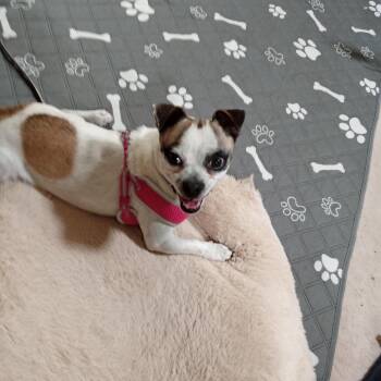 Jester -  Pug and Chihuahua Dog for Adoption in Albuquerque, New Mexico - Jester | PetCurious