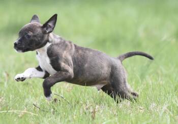 Chihuahua and Australian Shepherd Dogs Available for Adoption in Mechanicsburg, Pennsylvania - Connor | PetCurious